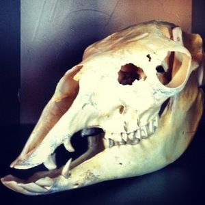 Meet your Posher, John